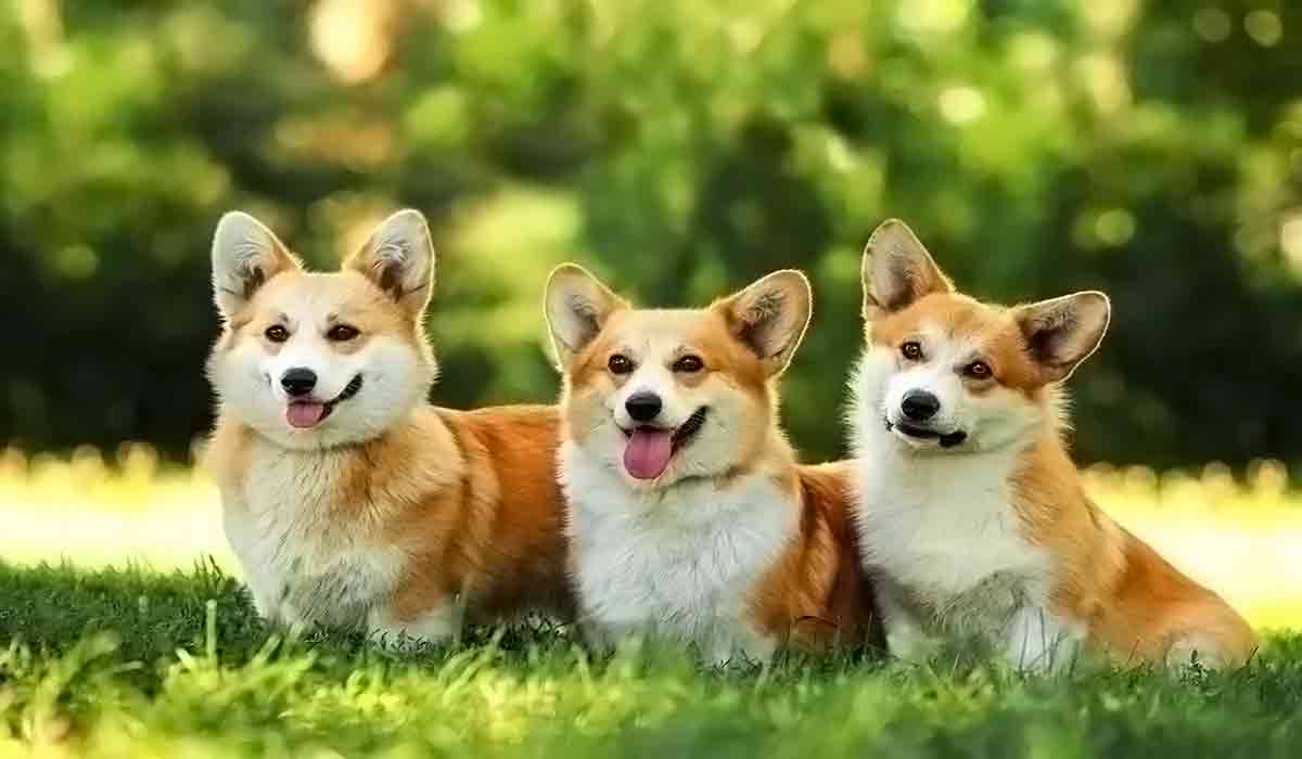 网页在线DDOS压力测试